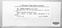 Mycosphaerella jaczewskii image